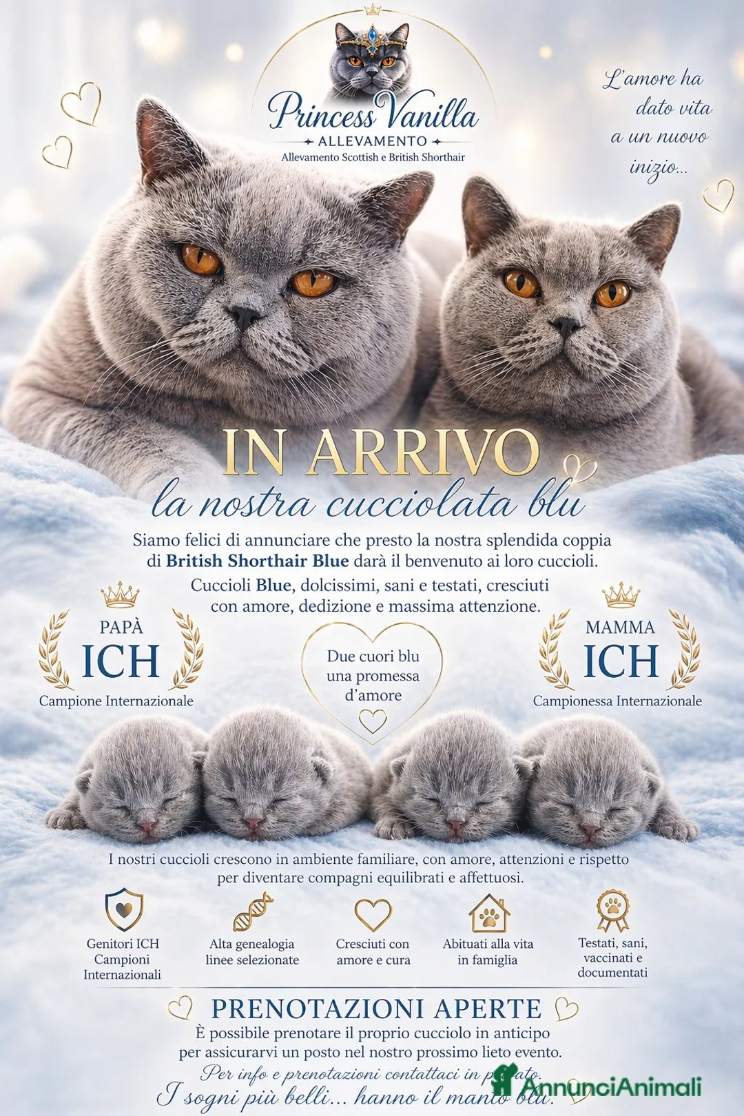 British gatti in vendita: British blu - Annuncio 1