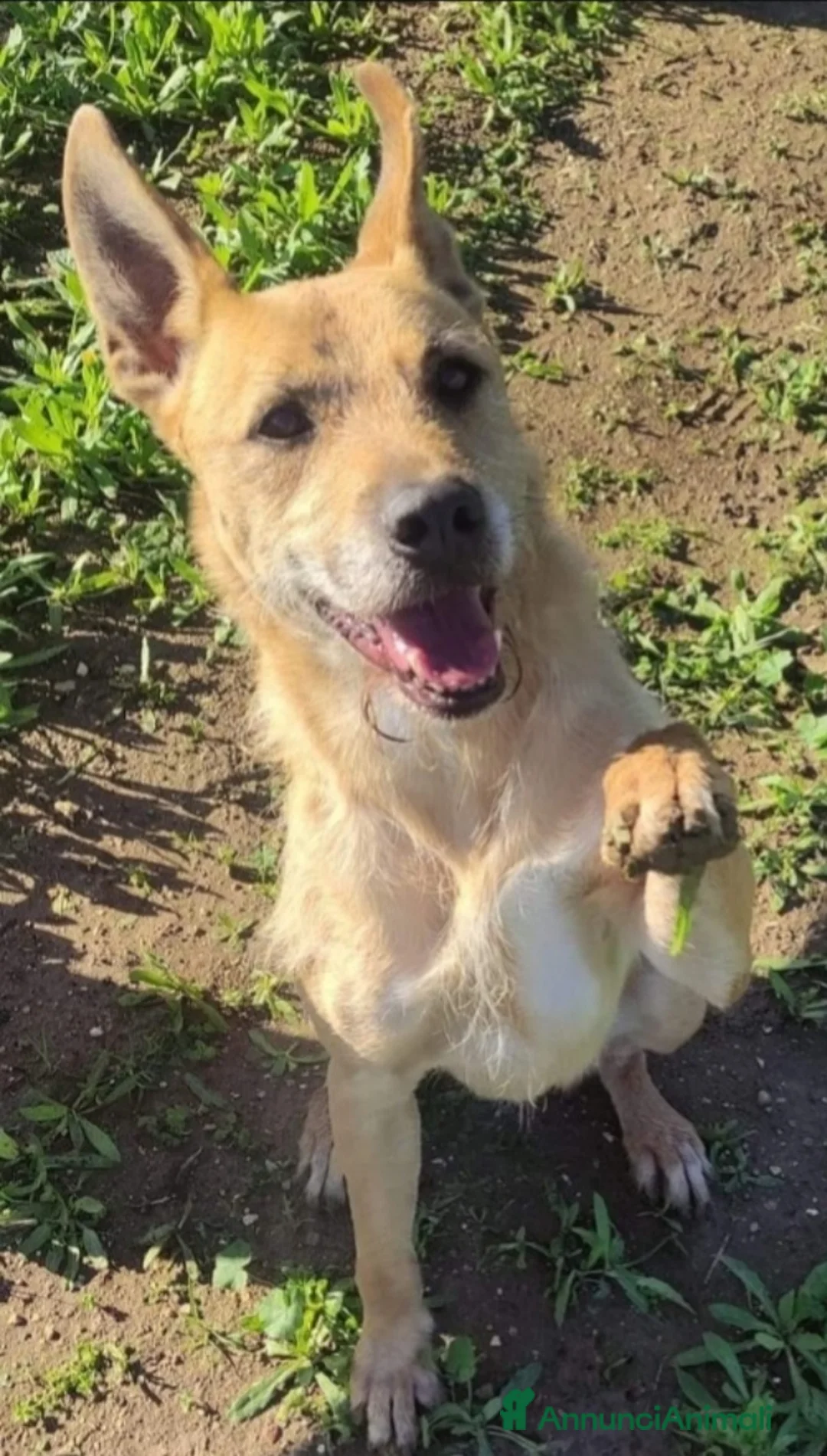 Meticcio cani in regalo: Baffo adulto non abbaia neanche +,rassegnato! SUD a Città metropolitana di Milano - Annuncio 4