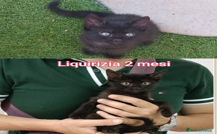 Altre razze gatti a Provincia di Modena - Annuncio 11