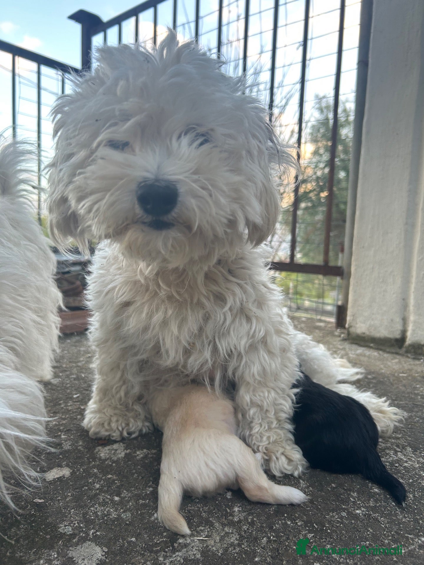 Maltese cani  Splendidi cuccioli di Maltese  - Annuncio 8