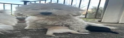 Maltese cani in vendita:  Splendidi cuccioli di Maltese  - Annuncio 1