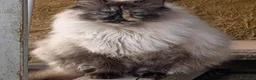 Meticcio gatti in regalo: Bellissima, buona, maestosa  - Annuncio 4