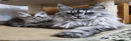 Maine Coon gatti in vendita: Cucciola Maine Coon silver - Annuncio 2