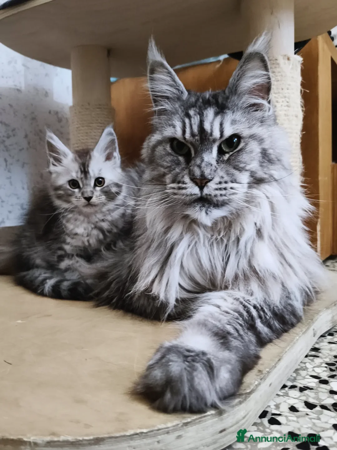 Maine Coon gatti in vendita: Cucciola Maine Coon silver - Annuncio 2
