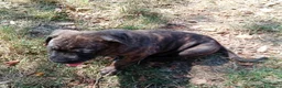 Cane Corso cani in vendita: Cuccioli di Cane Corso - Annuncio 3