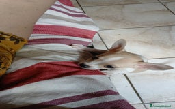 Chihuahua cani in vendita: Chihuahua Cuccioli stupendi a Città metropolitana di Roma Capitale - Immagine 3