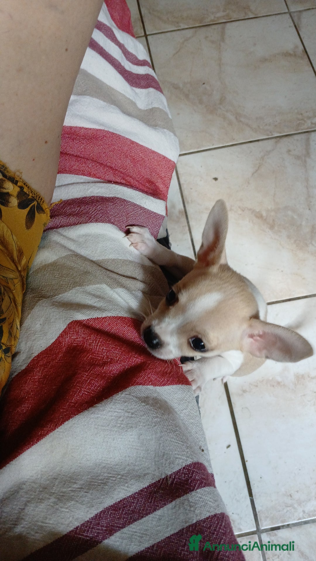 Chihuahua cani in vendita: Chihuahua Cuccioli stupendi a Città metropolitana di Roma Capitale - Immagine 3