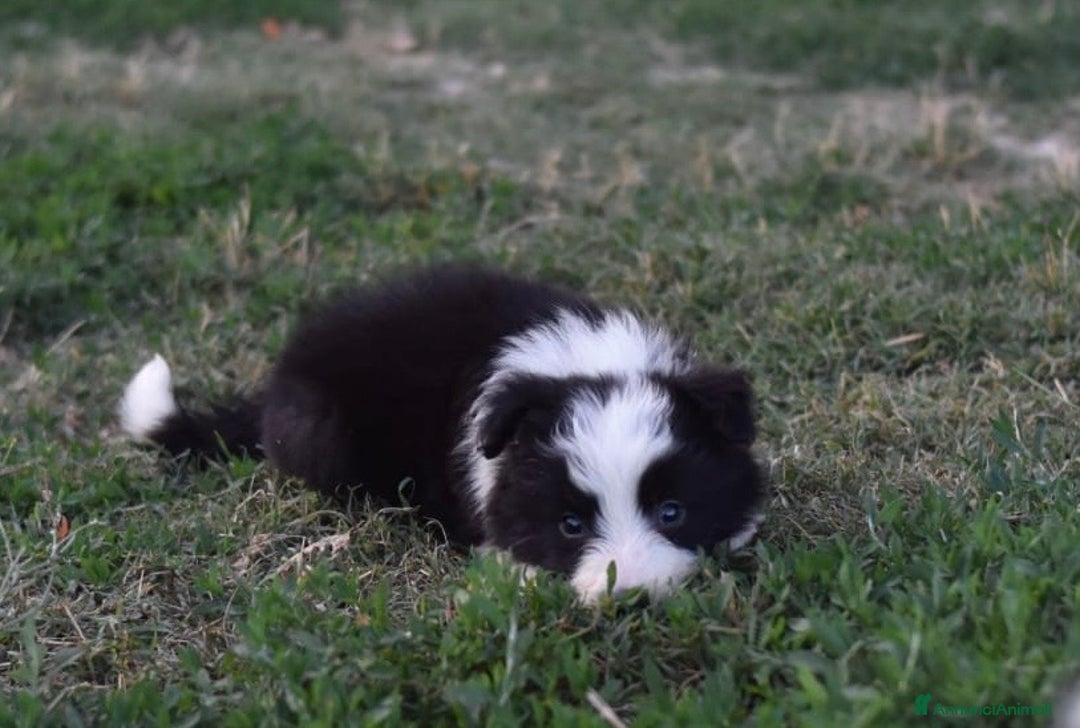 Border Collie cani in vendita: Border collie a Provincia di Campobasso - Immagine 5
