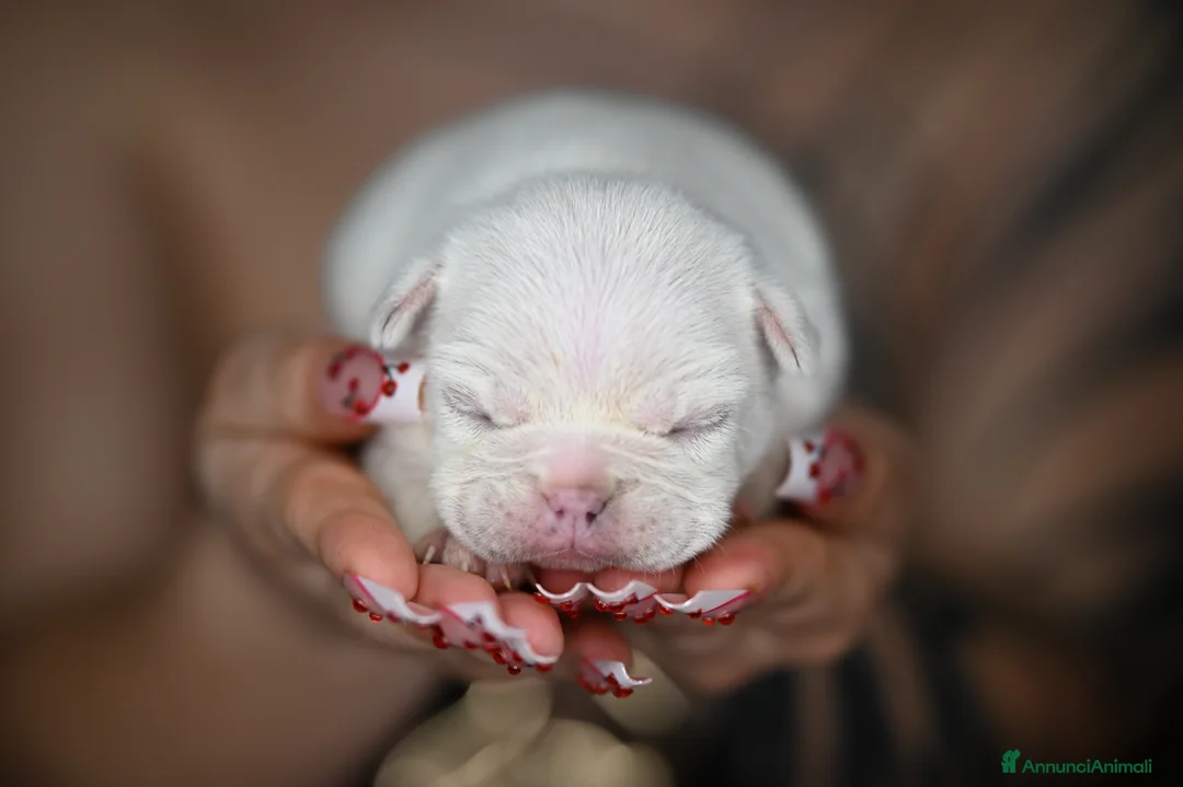 Bulldog Francese cani in vendita: 5 Sugar Bulldogs🧁 - Annuncio 5
