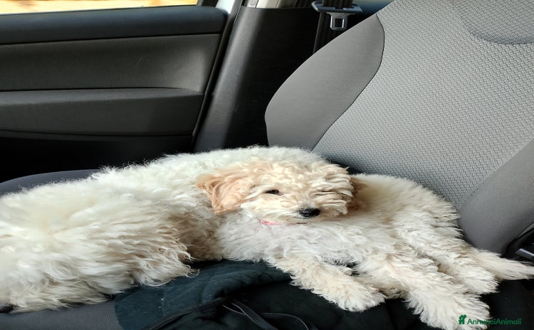 Barboncino cani a Provincia di Avellino - Annuncio 3