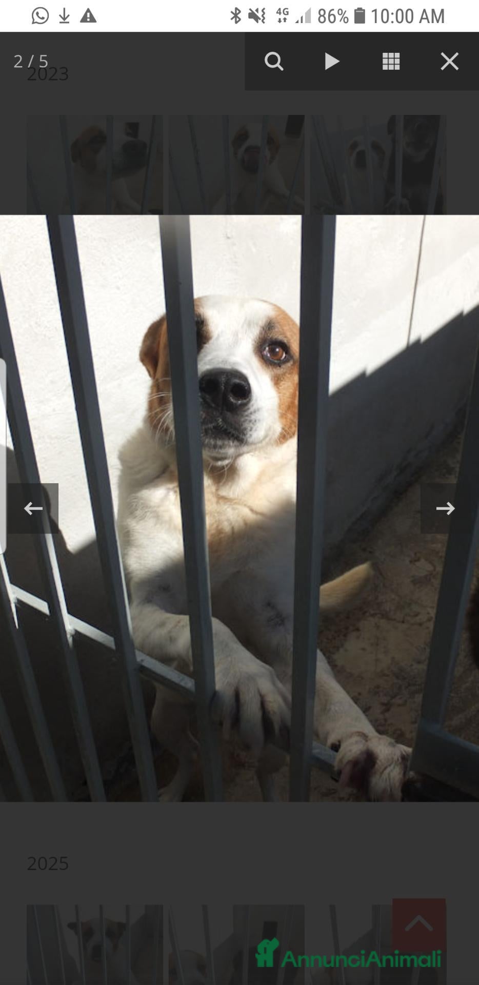 Meticcio cani in regalo: FILIPPO,  7 ANNI E MEZZO - Annuncio 1