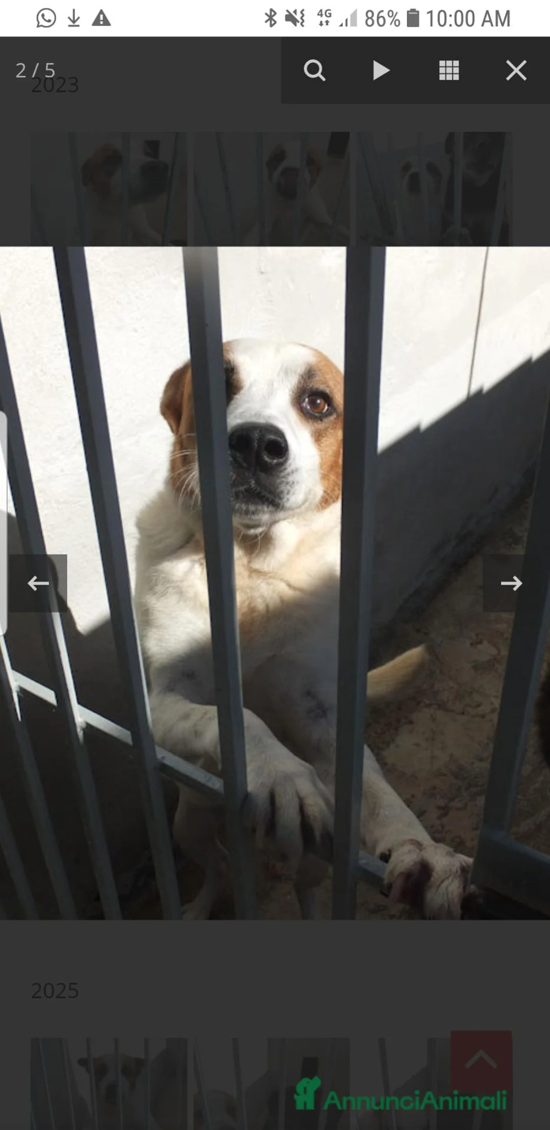 Meticcio cani in regalo: FILIPPO,  7 ANNI E MEZZO - Annuncio 1