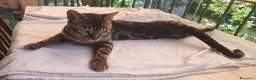 Bengala gatti in vendita: Bengala Maschio  - Annuncio 6