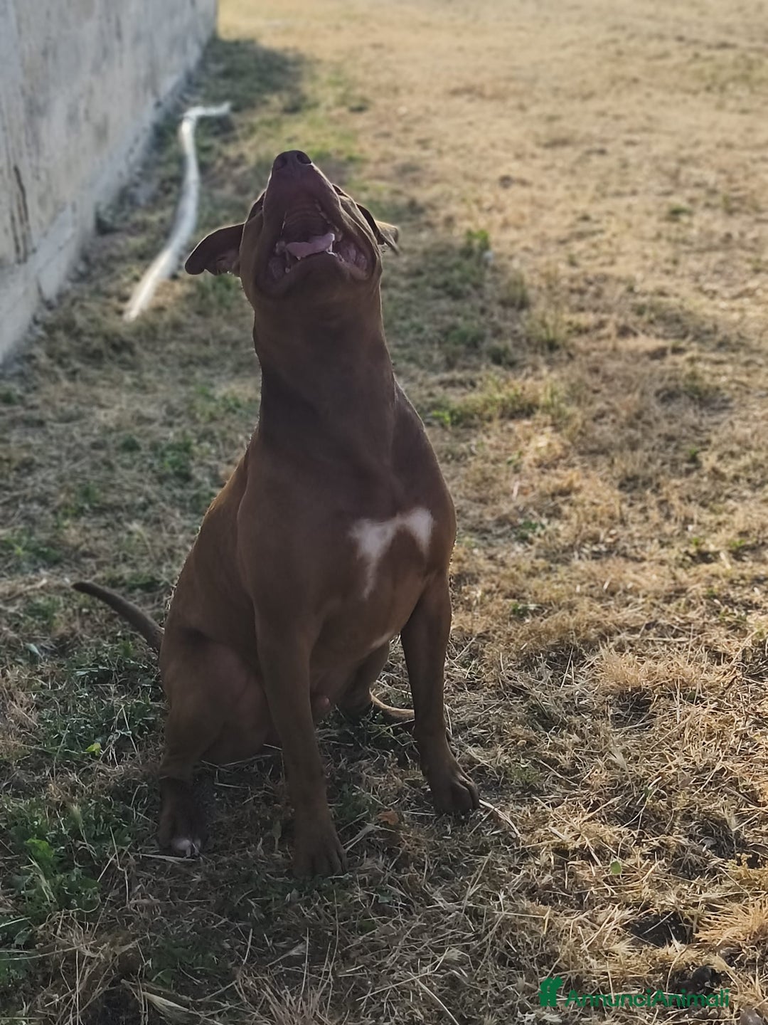 Pitbull cani in regalo: Jago, il rosso  a Città Metropolitana di Bari - Immagine 9