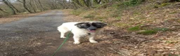 Pastore Maremmano cani in regalo: Incrocio maremmano di un anno - Annuncio 2