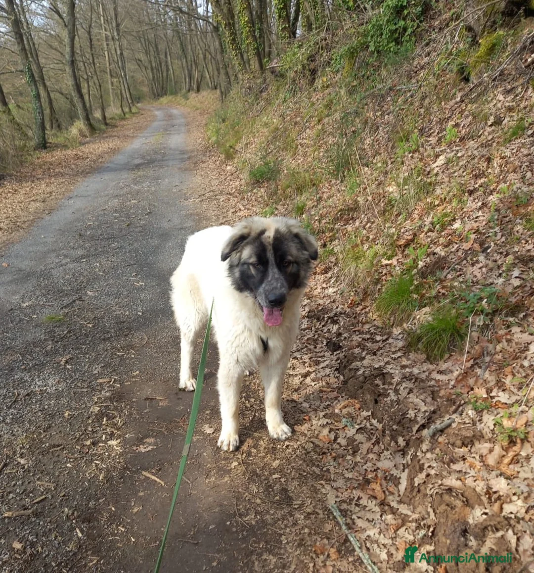 Pastore Maremmano cani in regalo: Incrocio maremmano di un anno - Annuncio 2