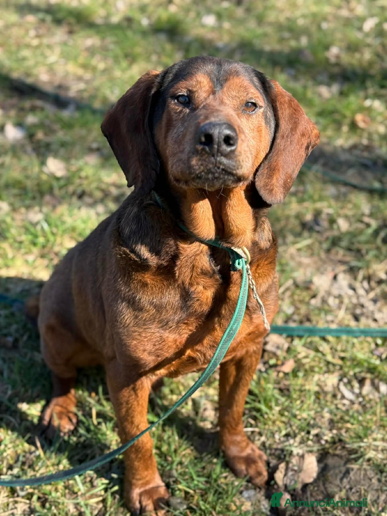 Alpenlaendische Dachsbracke cani PASSATEMPO, nonnino rimasto solo cerca casa - Annuncio 10
