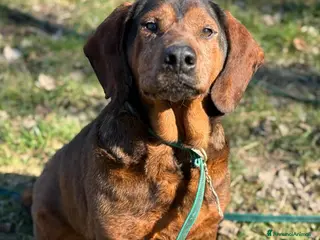 Alpenlaendische Dachsbracke cani PASSATEMPO, nonnino rimasto solo cerca casa - Annuncio 10