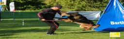 Pastore Tedesco cani in vendita: Allevamento di Terra Scura a Provincia di Salerno - Annuncio 31