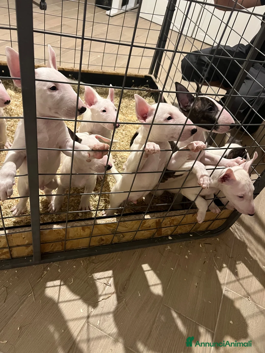 Bull Terrier cani in vendita: ‼️DISPONIBILI CUCCIOLI BULL TERRIER STANDARD ‼️ - Annuncio 13