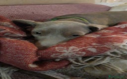Bassotto cani per accoppiamento: Fergus e Dante cercano fidanzata 🌸 a Provincia di Pavia - Immagine 6