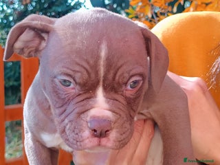 Bulldog cani Cuccioli American Bulldog - Annuncio 9