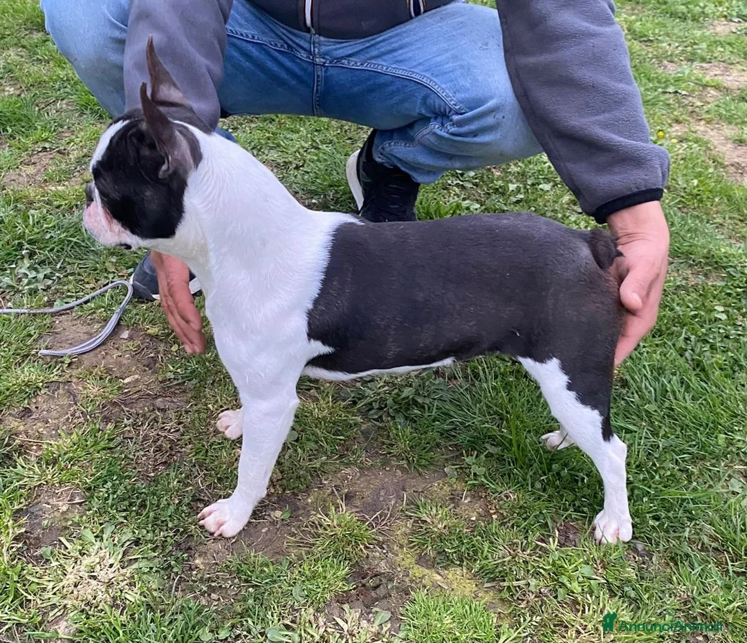 Boston Terrier cani in vendita: Cuccioli di Boston terrier pedigree enci  - Annuncio 1