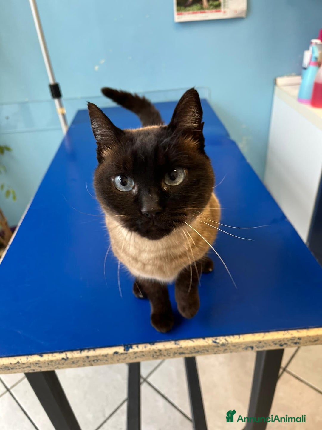 Siamese gatti in regalo: Gatta siamese in adozione - Annuncio 4