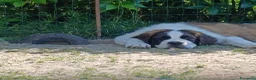 San Bernardo cani in vendita: Cucciolone di san Bernardo  a Città Metropolitana di Bologna - Annuncio 4