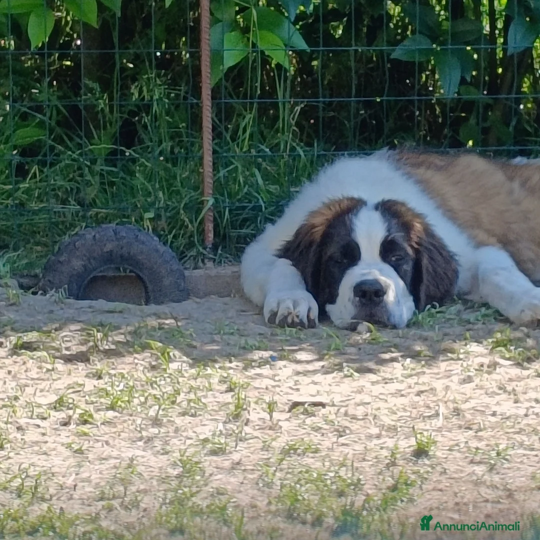 San Bernardo cani in vendita: Cucciolone di san Bernardo  a Città Metropolitana di Bologna - Annuncio 4