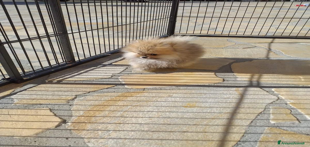 Immagine della galleria {{count}}