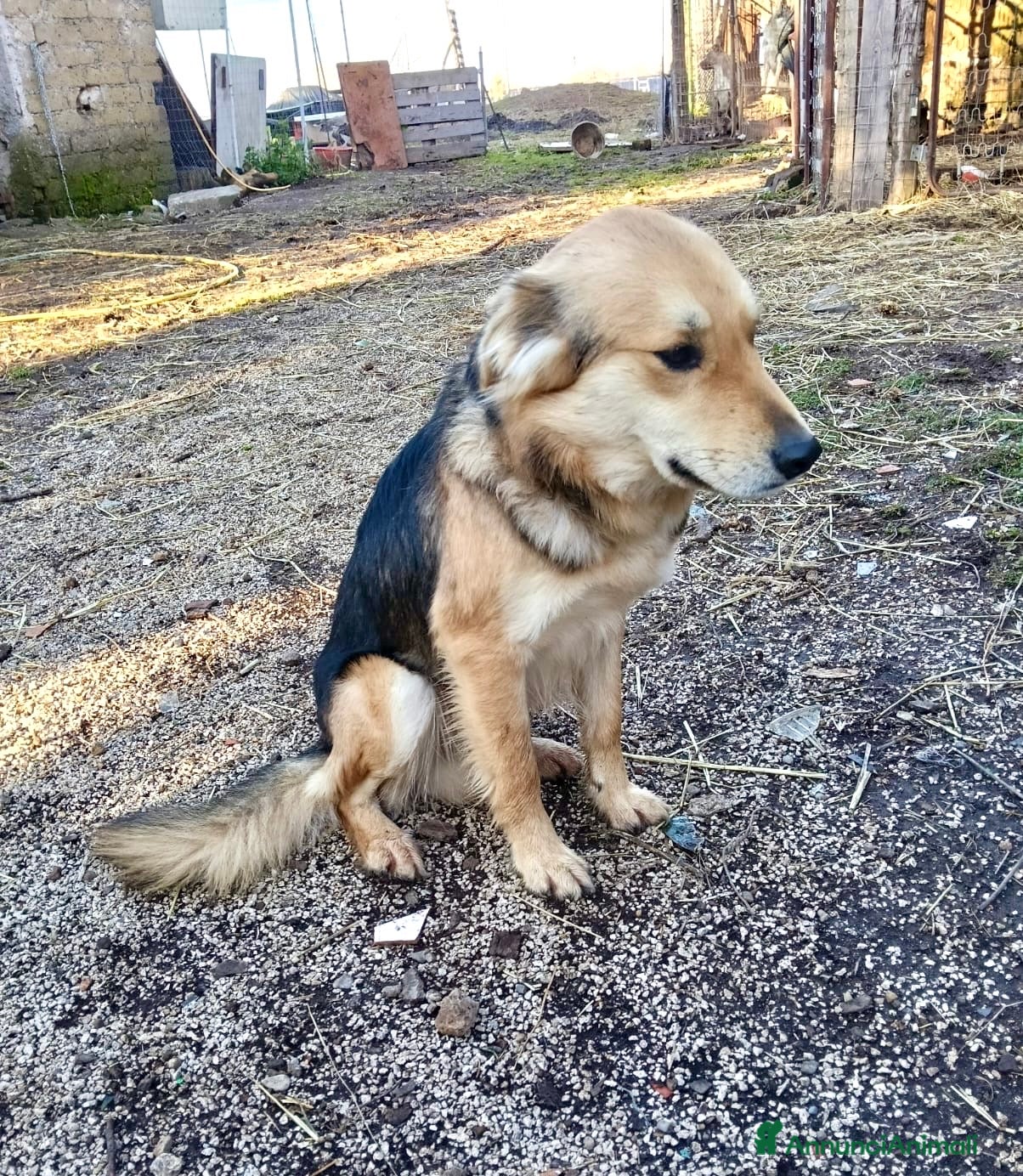 Meticcio cani Derivato lupo cecoslovacco 2 anni  - Annuncio 36