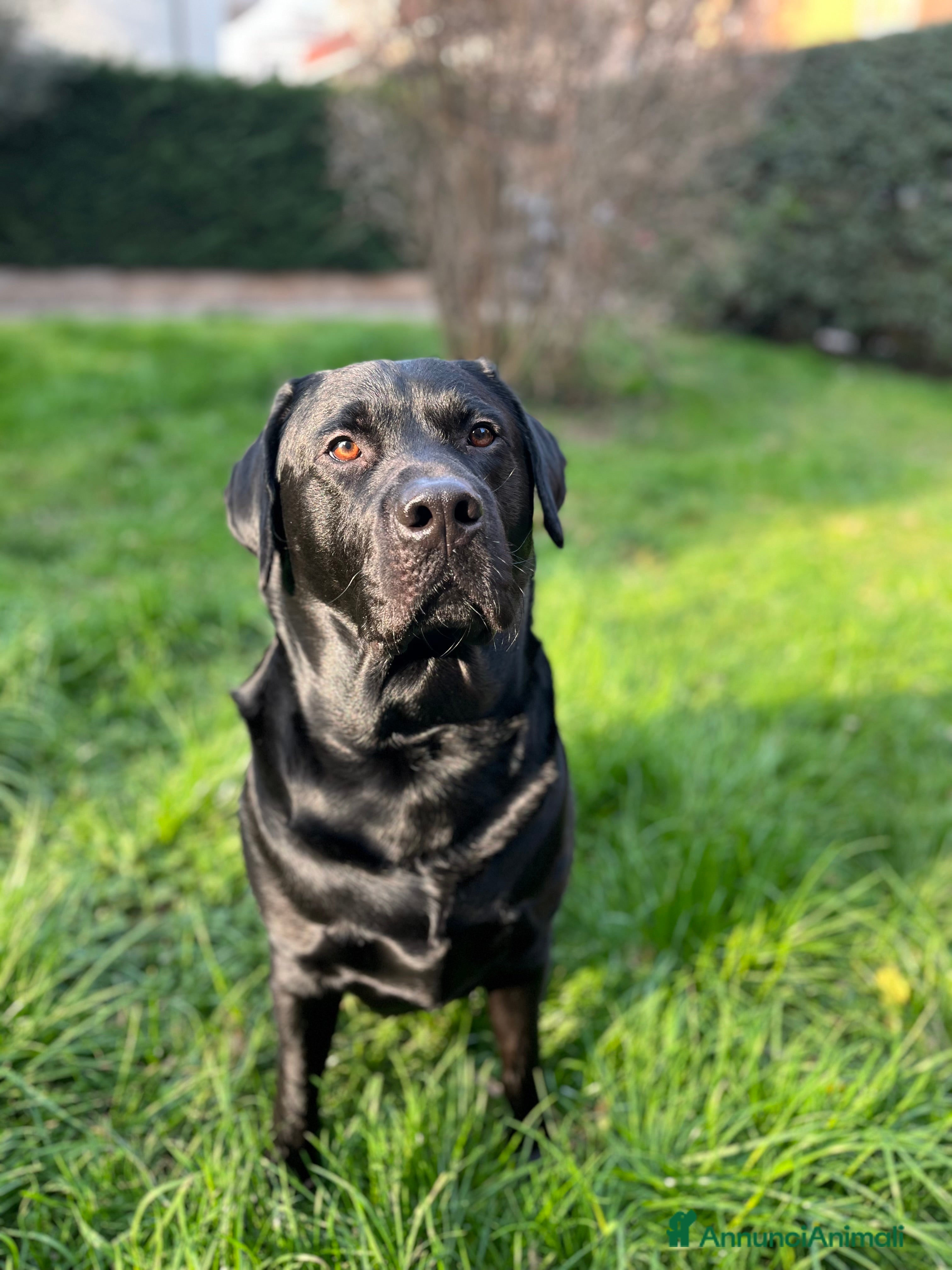 Labrador cani Labrador Retriever nero sano per monta gratuita a Provincia di Verona - Annuncio 7