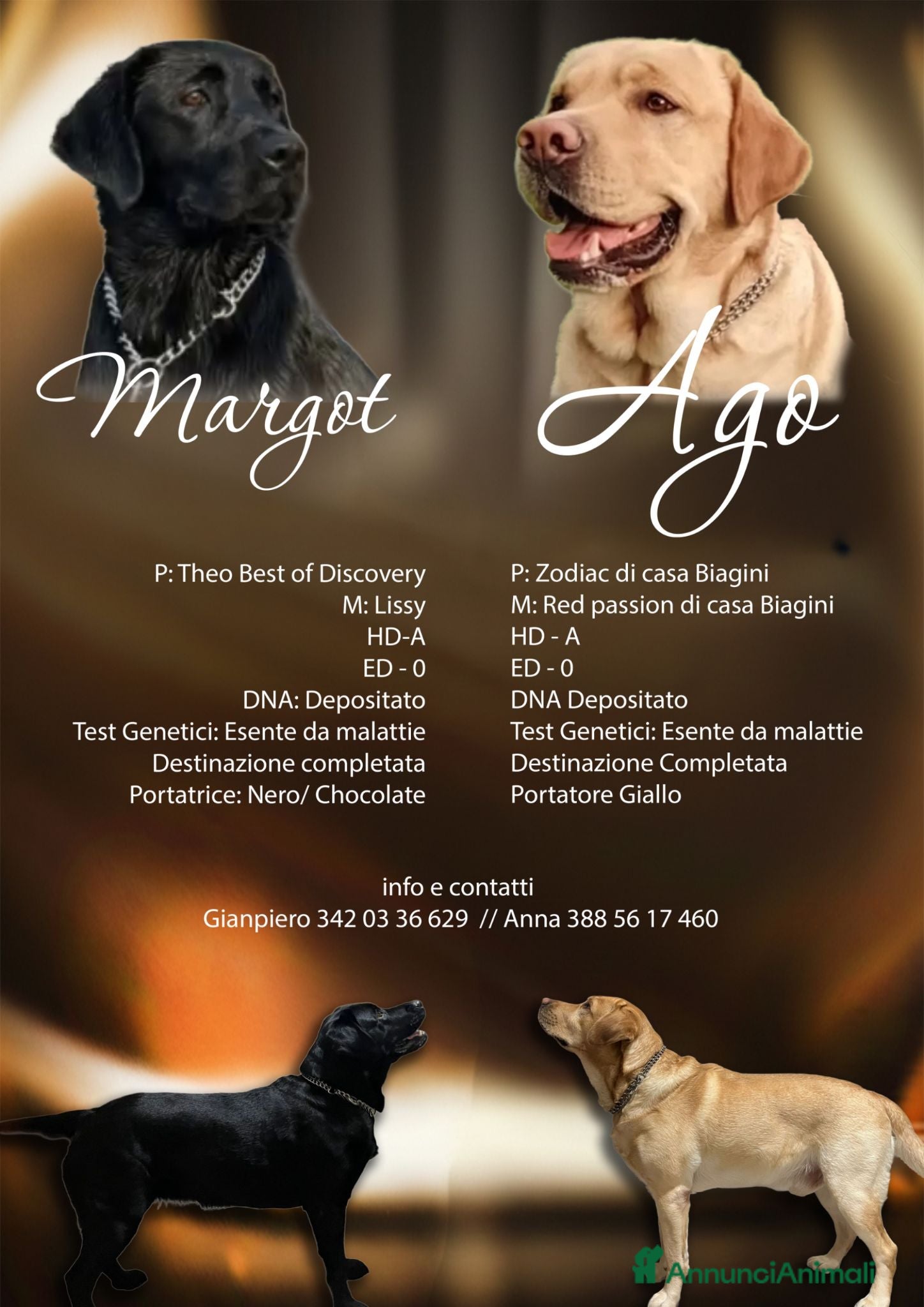 Labrador cani in vendita: Ultime femmine  - Annuncio 1