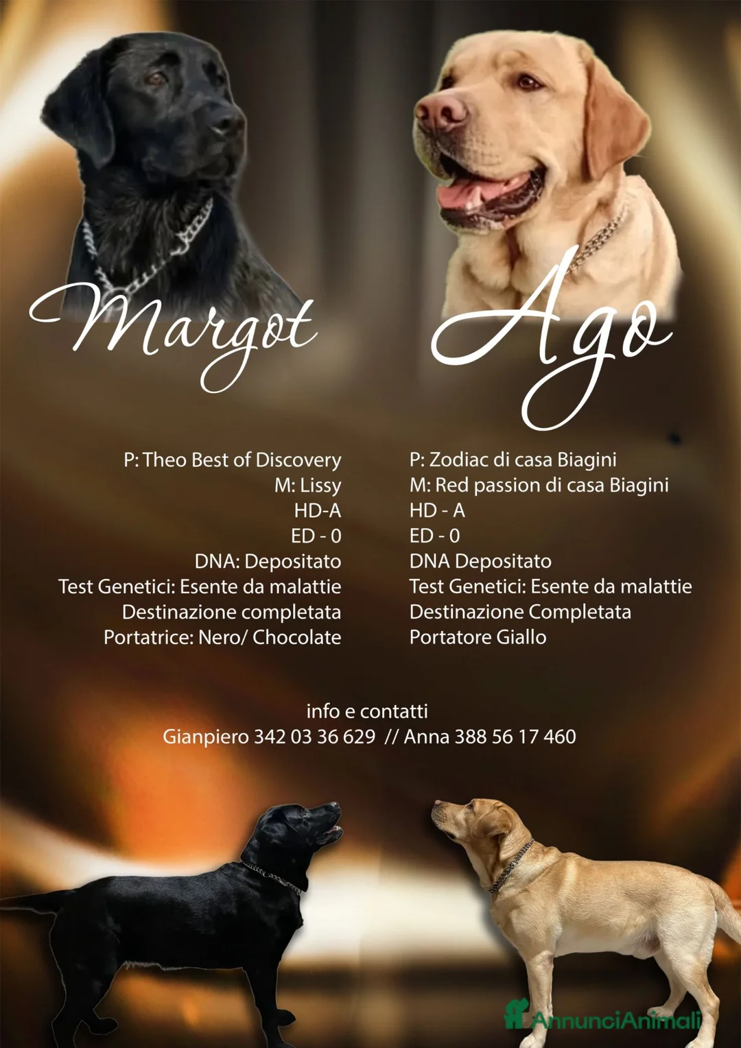 Labrador cani in vendita: Ultime femmine  - Annuncio 1