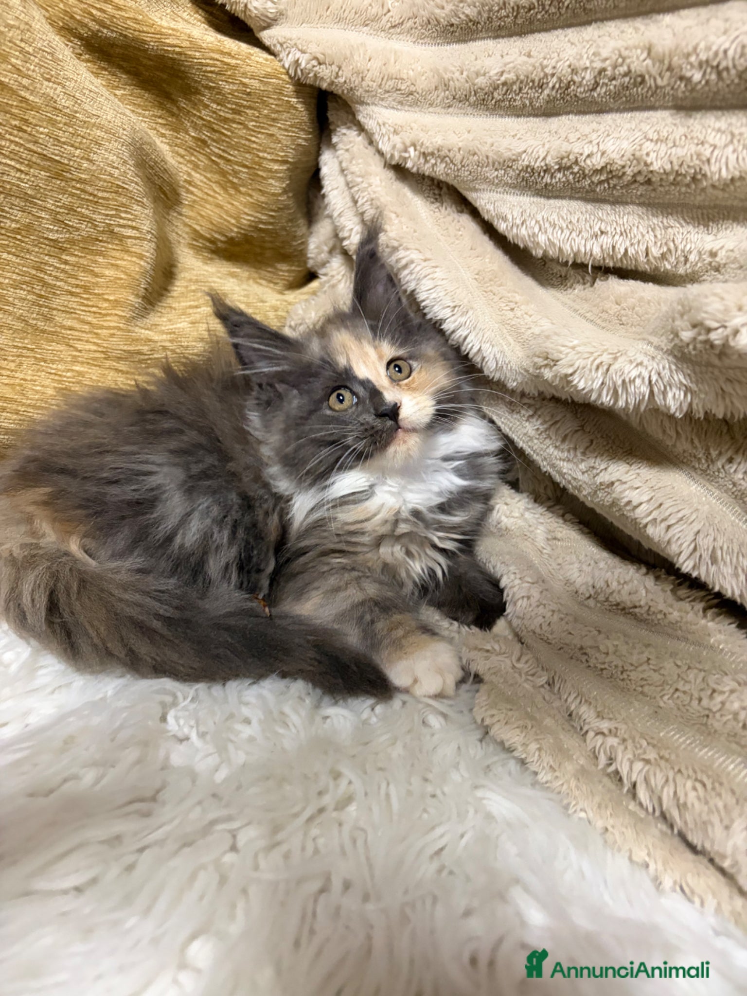 Maine Coon gatti Cuccioli Maine coon  - Annuncio 3