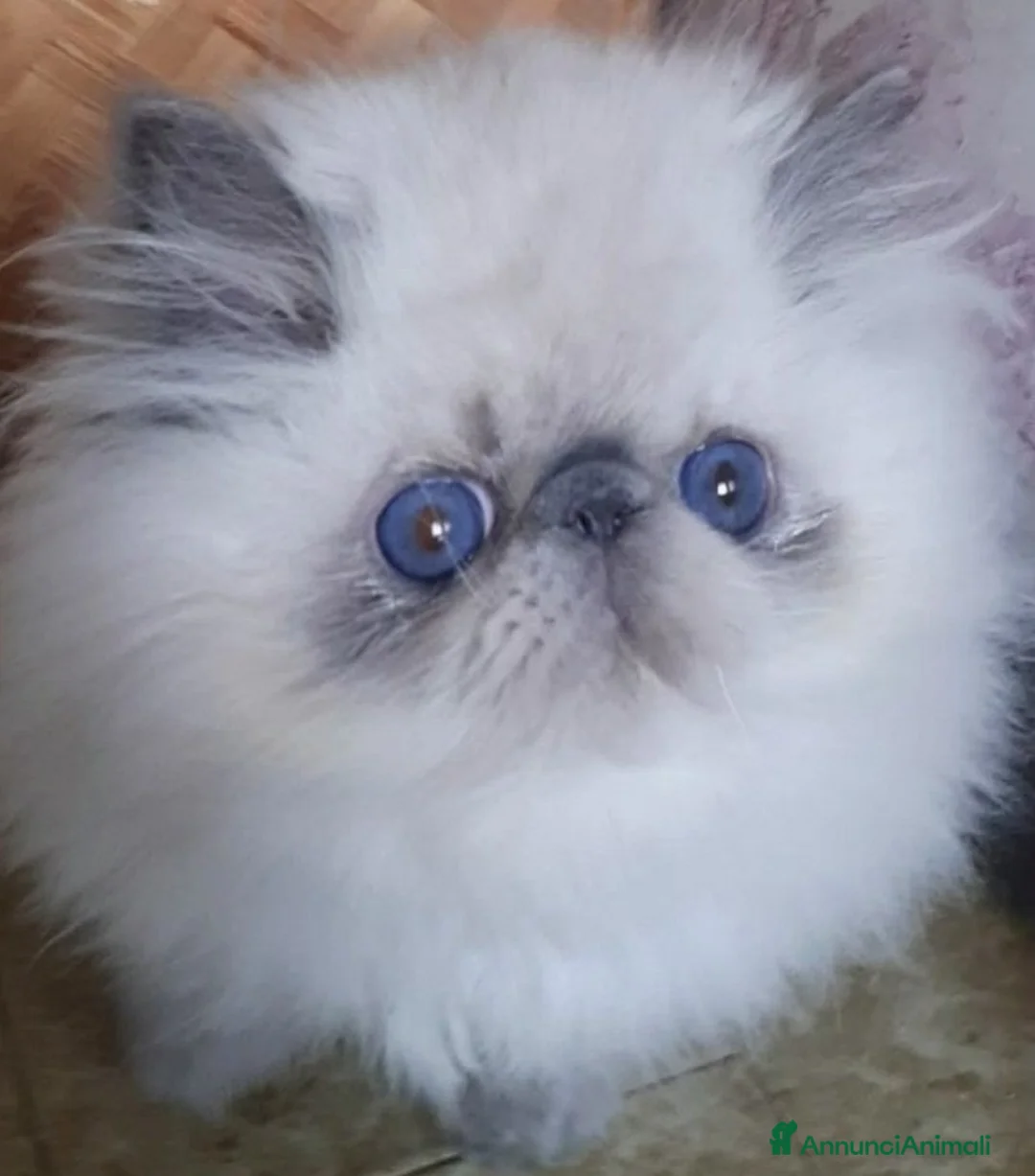 Persiano gatti in vendita: Disponibile cucciolo blue point persiano - Annuncio 4