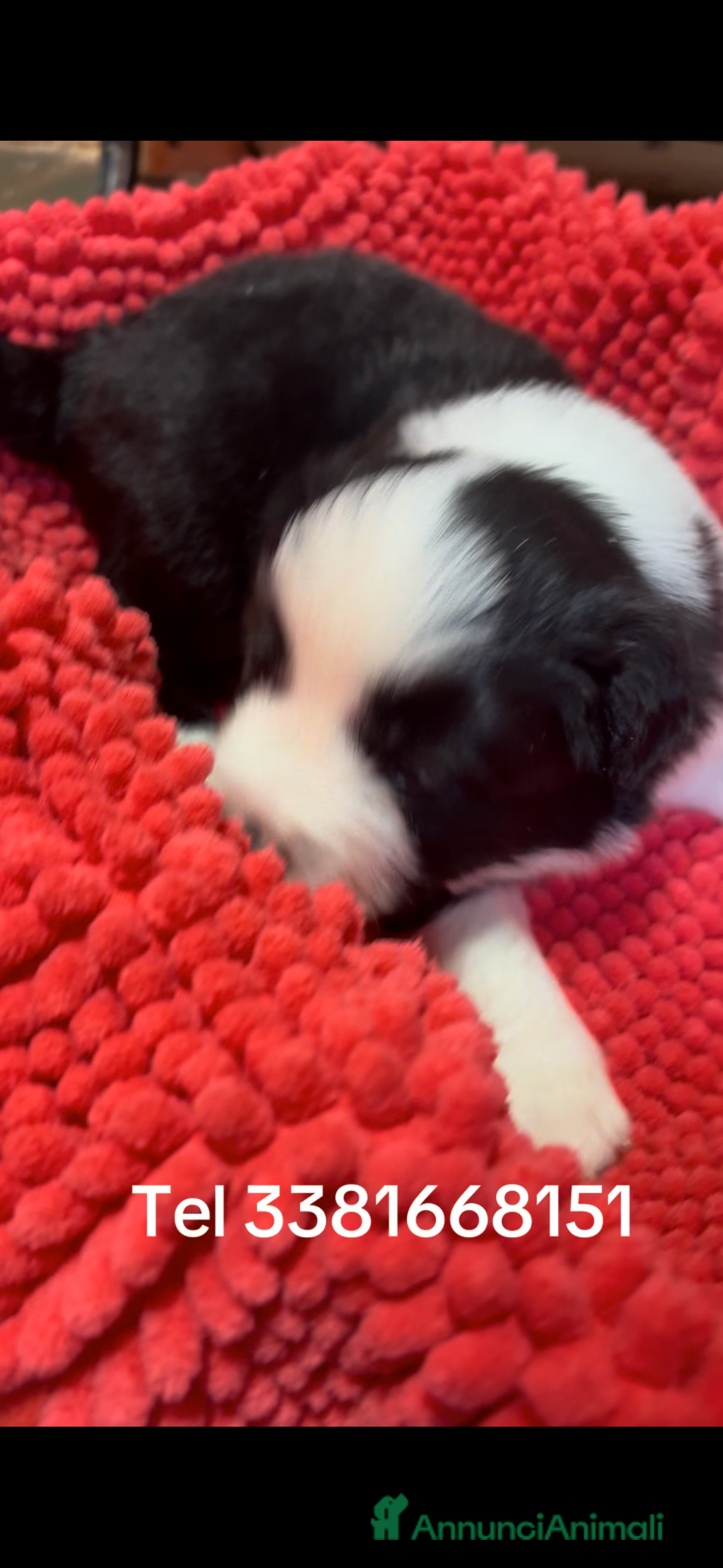 Border Collie cani in vendita: Border collie  - Annuncio 5