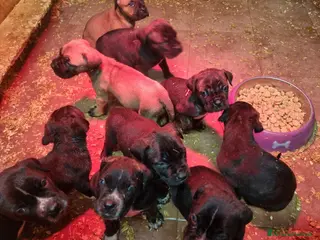 Cane Corso cani Meravigliosi cuccioli di Cane Corso - Annuncio 1