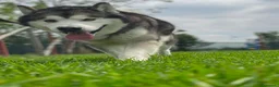 Alaskan Malamute cani per accoppiamento: CERCASI FEMMINA ALASKAN MALAMUTE PER ACCOPPIAMENTO a Città metropolitana di Roma Capitale - Annuncio 3