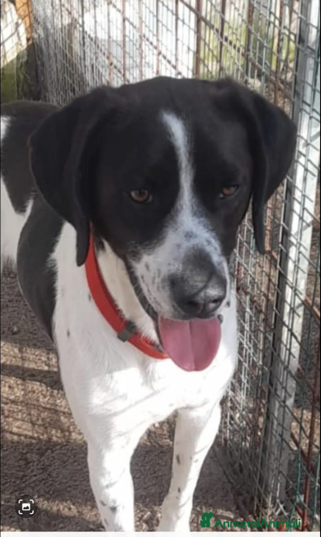 Meticcio gatti in regalo: Simil Pointer 2anni in box sta soffrendo.NAPOLI a Città metropolitana di Milano - Annuncio 1