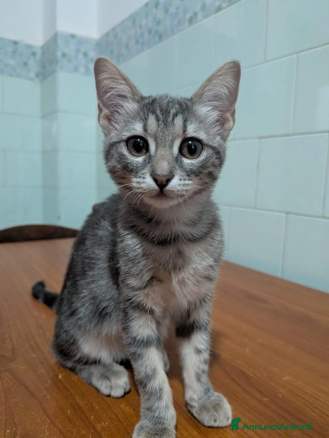 Europeo gatti in regalo:  ADOZIONE GATTINE IN REGALO - Annuncio 4