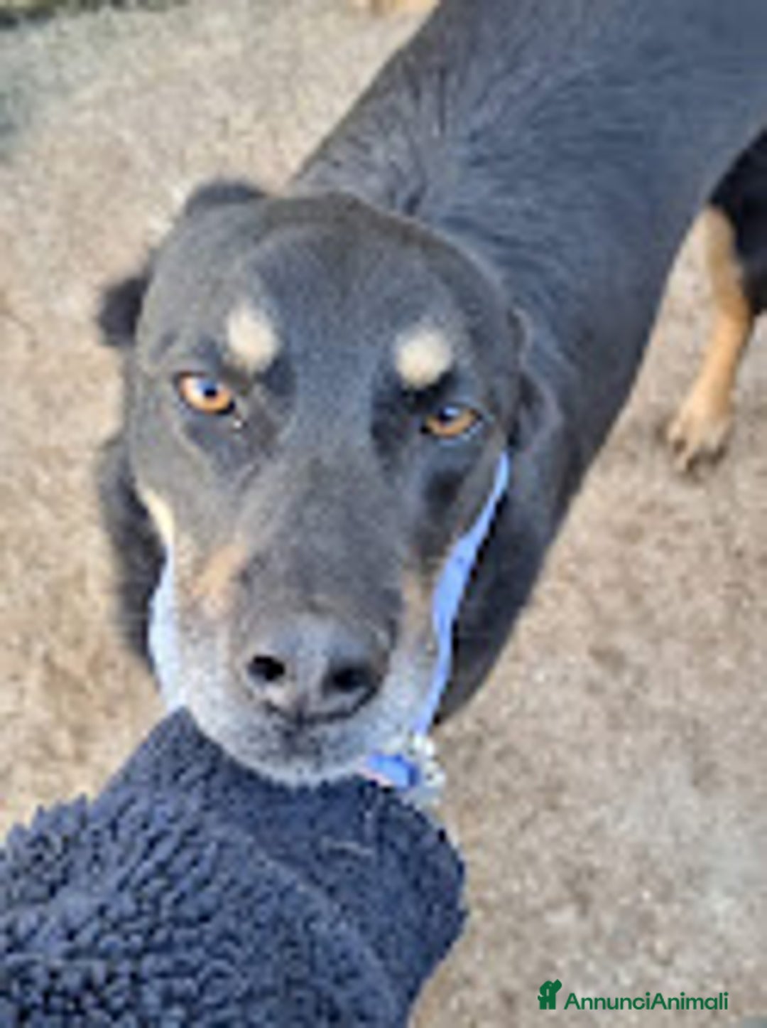 Meticcio cani in regalo: GIORDIE dolce e buono  - Annuncio 5