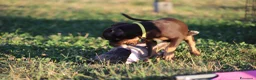 Pitbull cani in vendita: Cuccioli Pit Bull con pedigree anche a rate - Annuncio 19