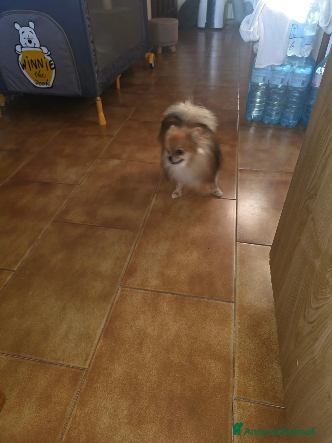 Volpino Pomerania cani in vendita: Spitz pomerania mini mini - Annuncio 3