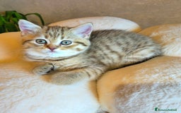 Scottish gatti in vendita: Cuccioli scottish fold e straight  a Provincia di Vicenza - Immagine 23