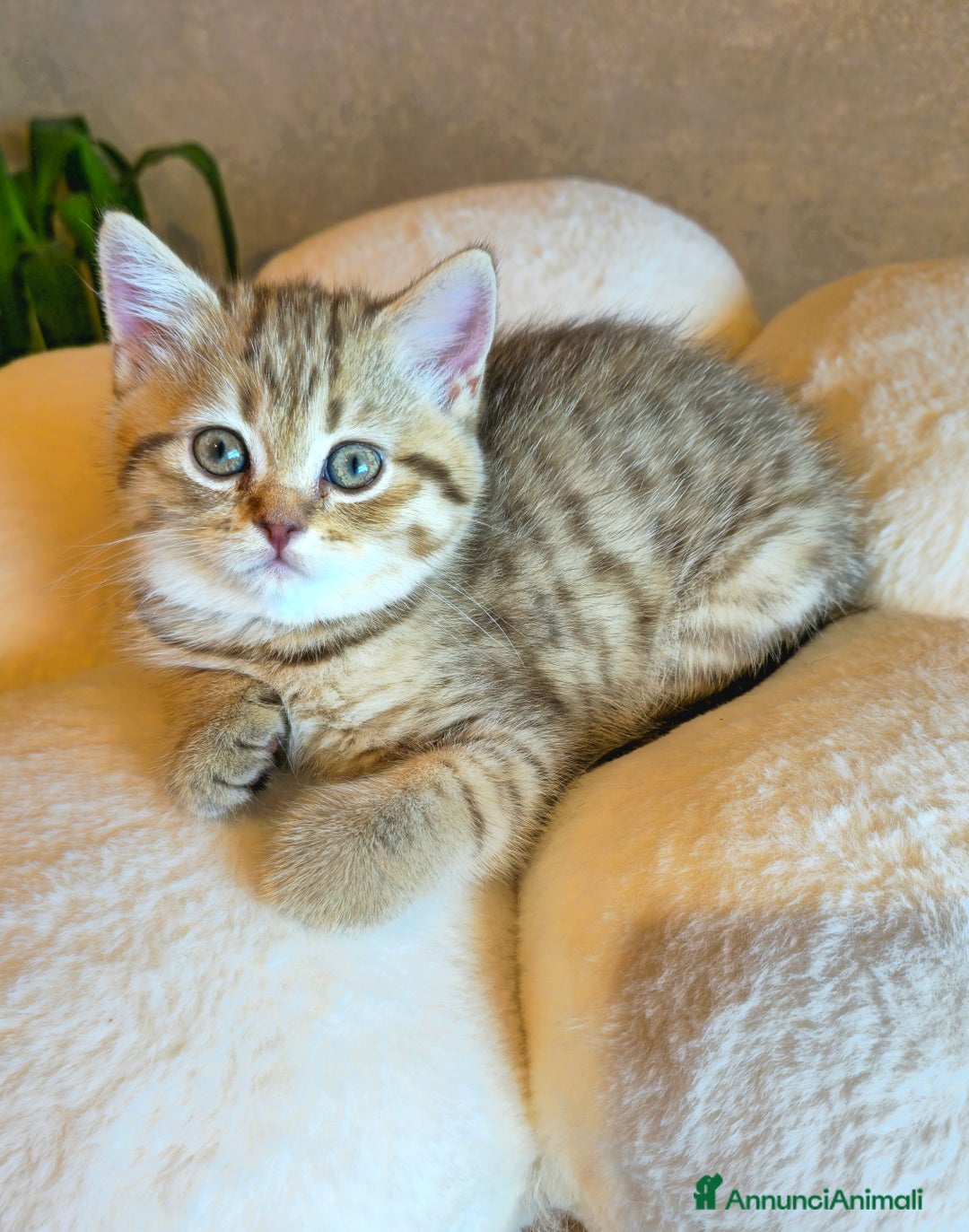 Scottish gatti in vendita: Cuccioli scottish fold e straight  a Provincia di Vicenza - Immagine 23