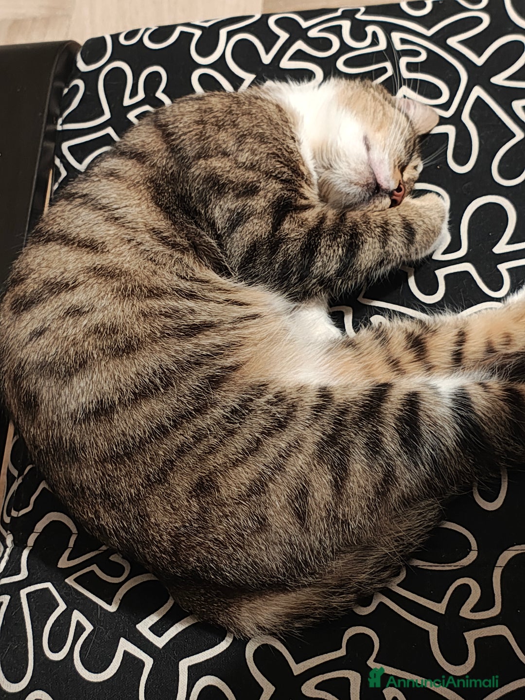 Europeo gatti in regalo: Ambra cerca casa - Annuncio 2