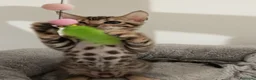 Bengala gatti in vendita: bengalesi  - Annuncio 4