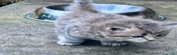 Siberiano gatti in vendita: Cuccioli di gatto Siberiano - Annuncio 5